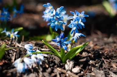 20 Siberian Squill bulbs